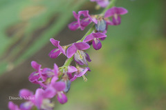 Desmodium gangeticum